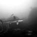 shark_hammerhead_scalloped_ci_h_0064_cr.jpg